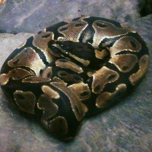 Meet your Posher, Nathan